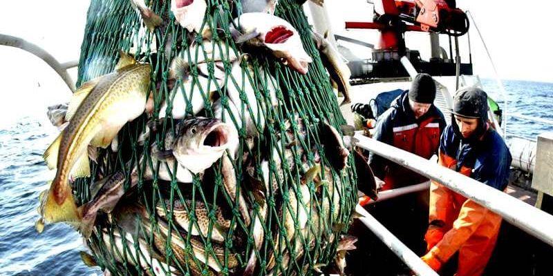 Situationen för de rester av lokala torskbestånd som finns i sydöstra Kattegatt är särskilt allvarlig, och nu krävs radikala åtgärder för att rädda det som återstår, skriver Axel Wenblad.