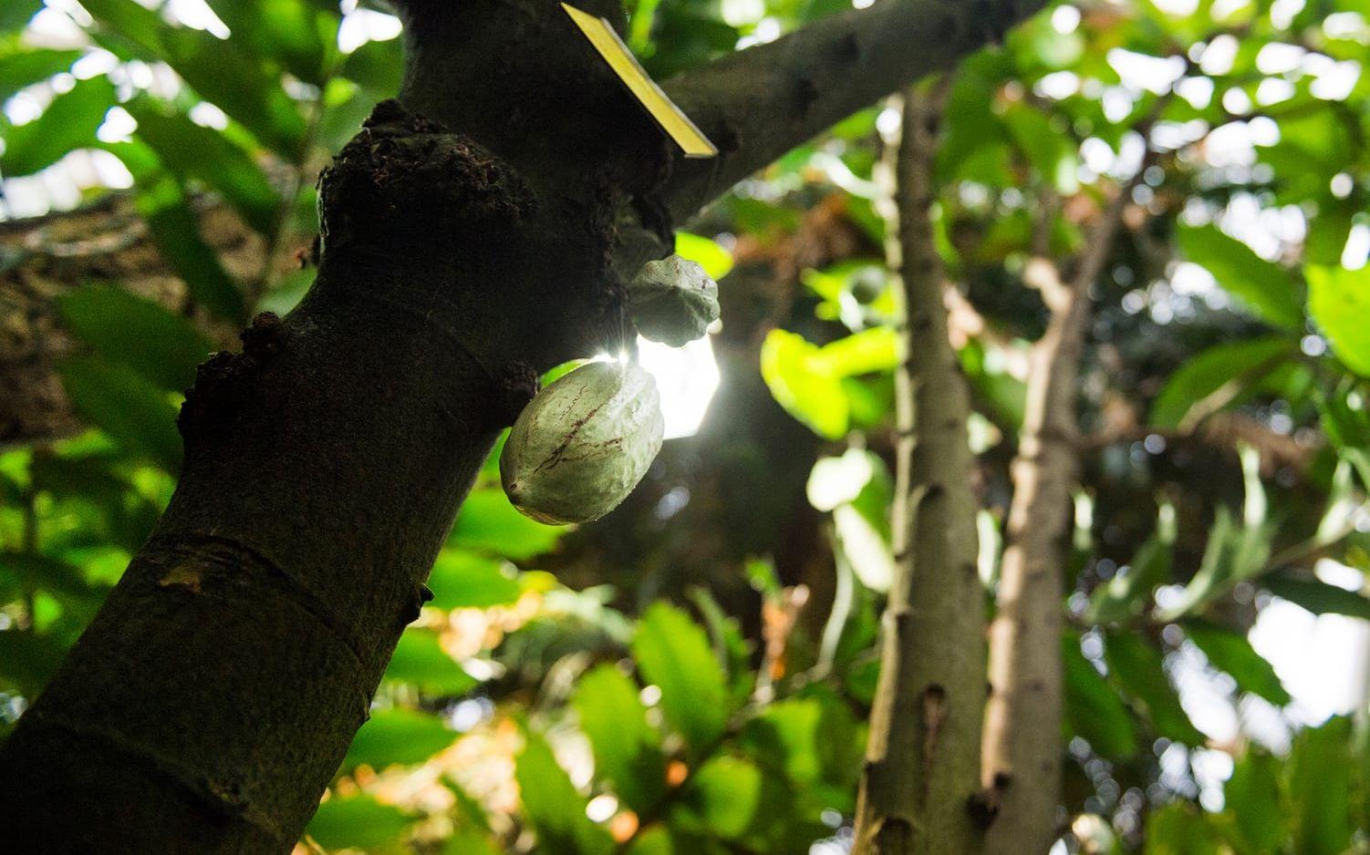 Först när kakaofrukten blivit gulröd är den mogen. Foto: Emil Langvad/TT