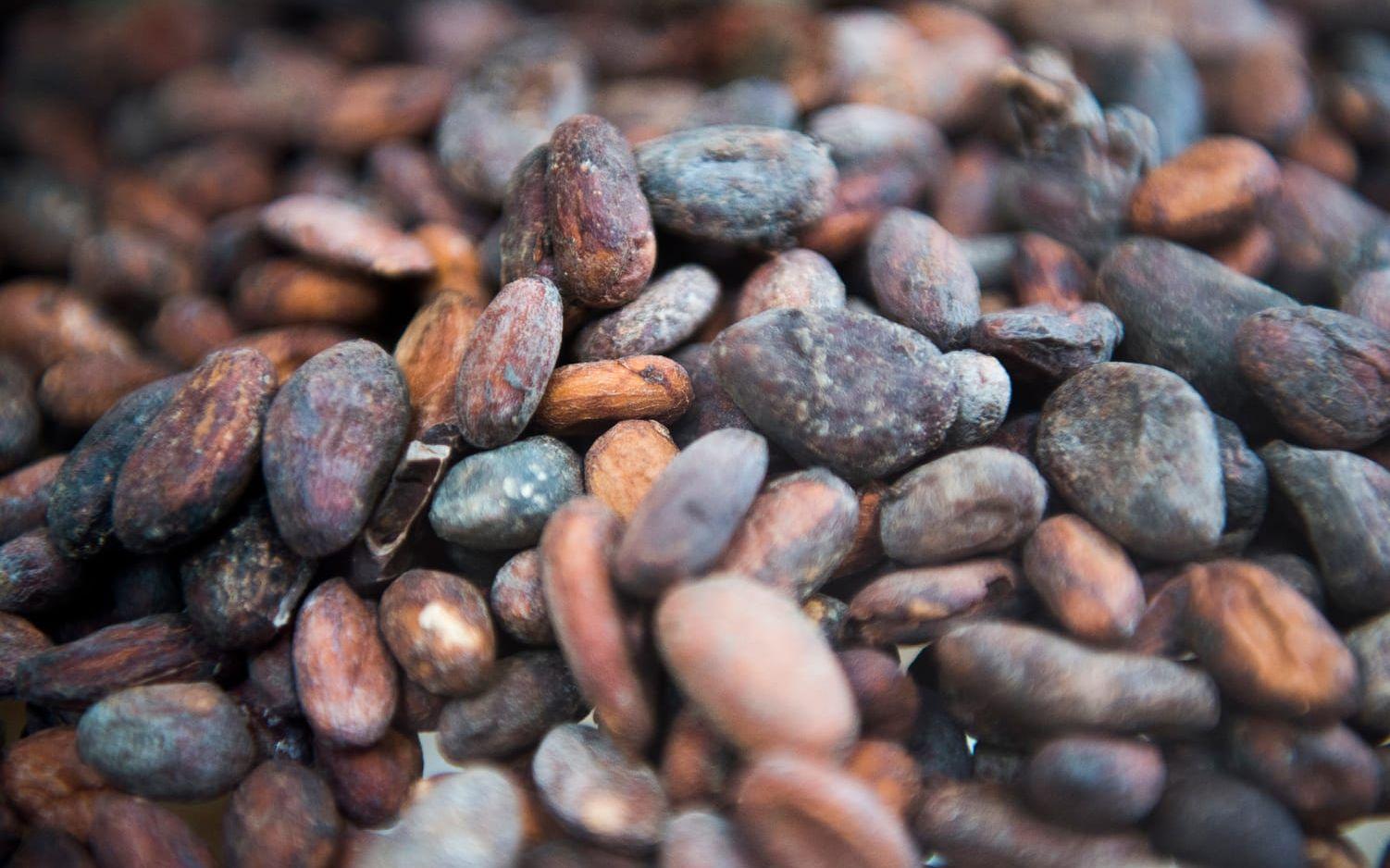 Kakaobönan inuti kakaofrukten måste både fermenteras, torkas och rostas för att vi så småningom ska få choklad av den. Foto: Emil Langvad/TT