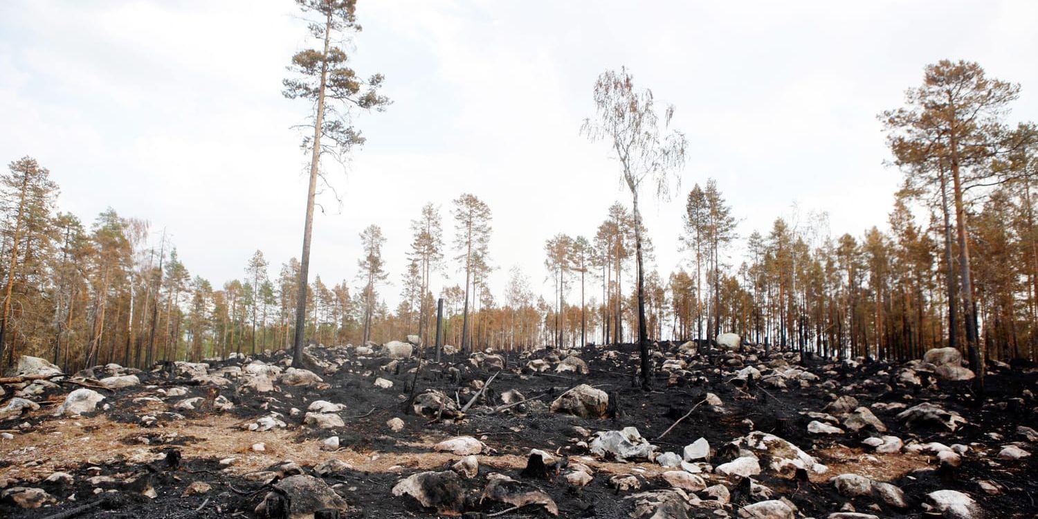 Jobbet med att få undan skadad skog kan vara avgörande för hur mycket problem skogsägare får med skadeinsekter.