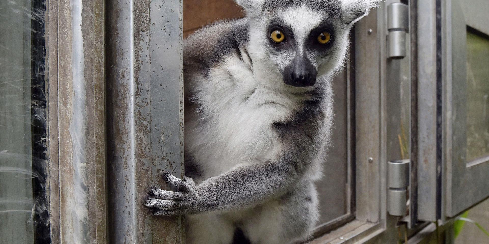 En lemur hölls isolerad under flera månader, dock inte den här krabaten som bor på en djurpark i Duisburg i Tyskland. 