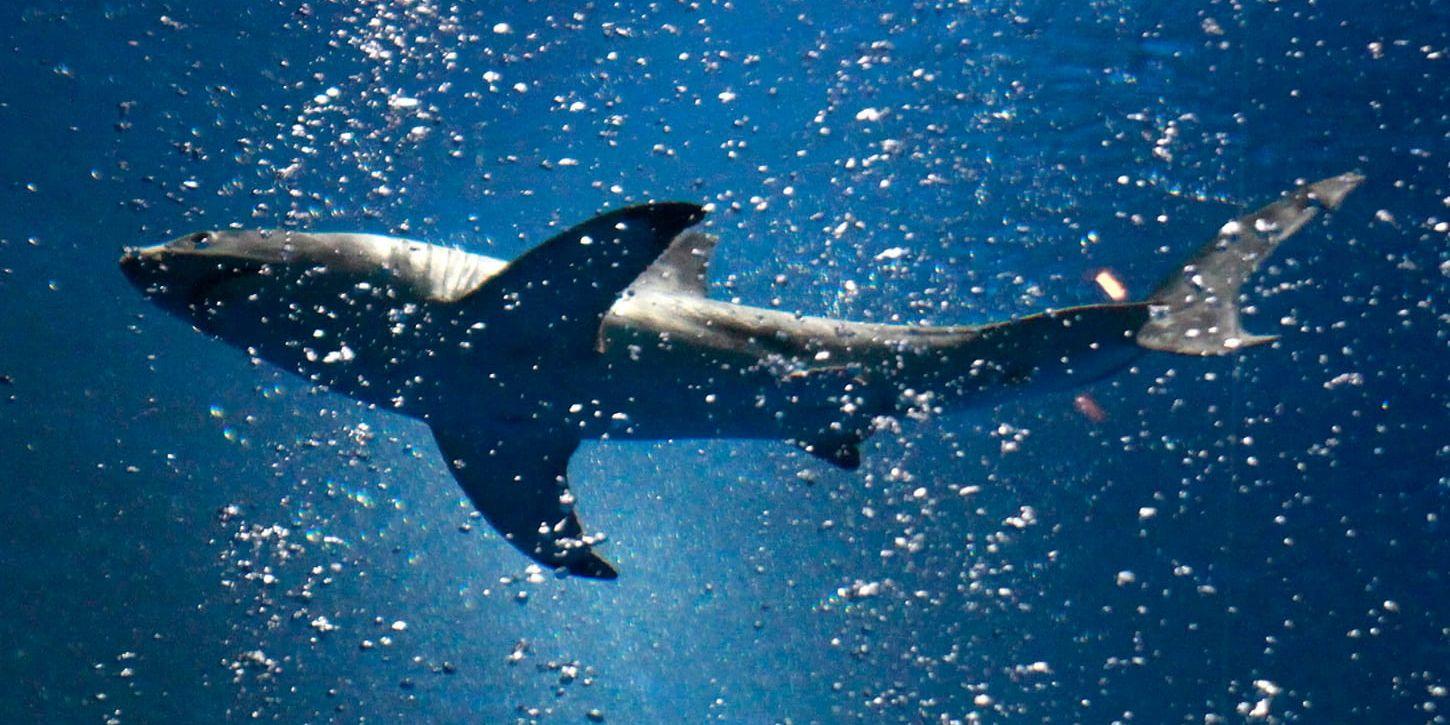 Vithajen är högst i näringskedjan bland hajar, men gruppen dominerar inte längre i antal. Arkivbild.