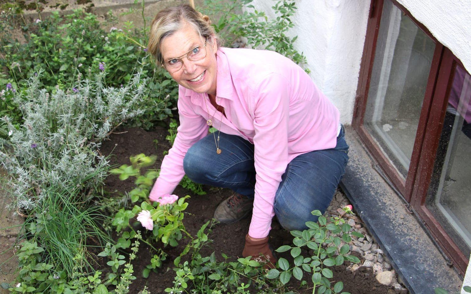 Plantera rosor nu – hösten är bästa tiden i hela landet, säger Christina Högardh-Ihr.