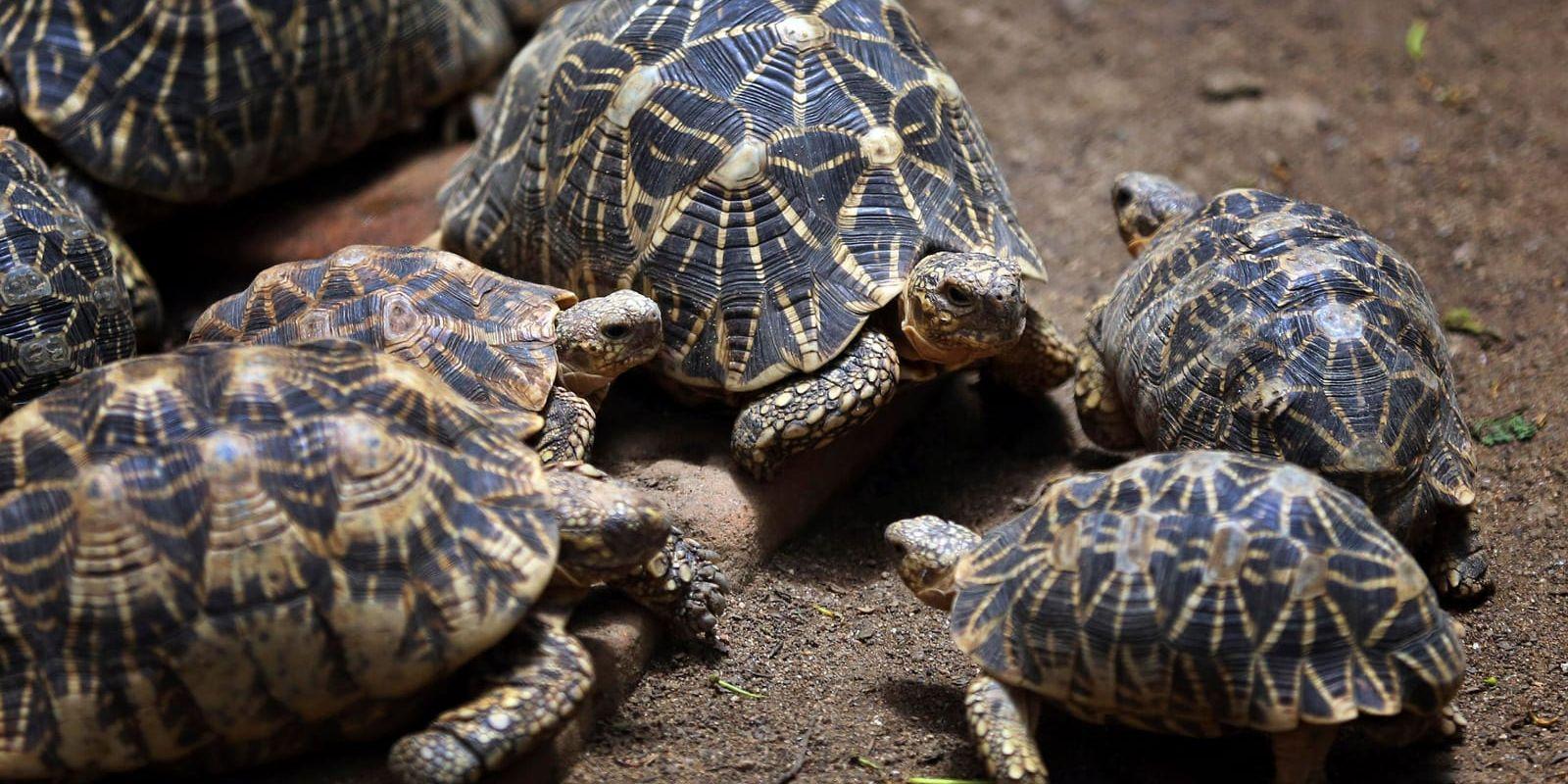 Utrotningshotade sköldpaddor köps och säljs i illegal handel av vilddjur på Facebook. Arkivbild.