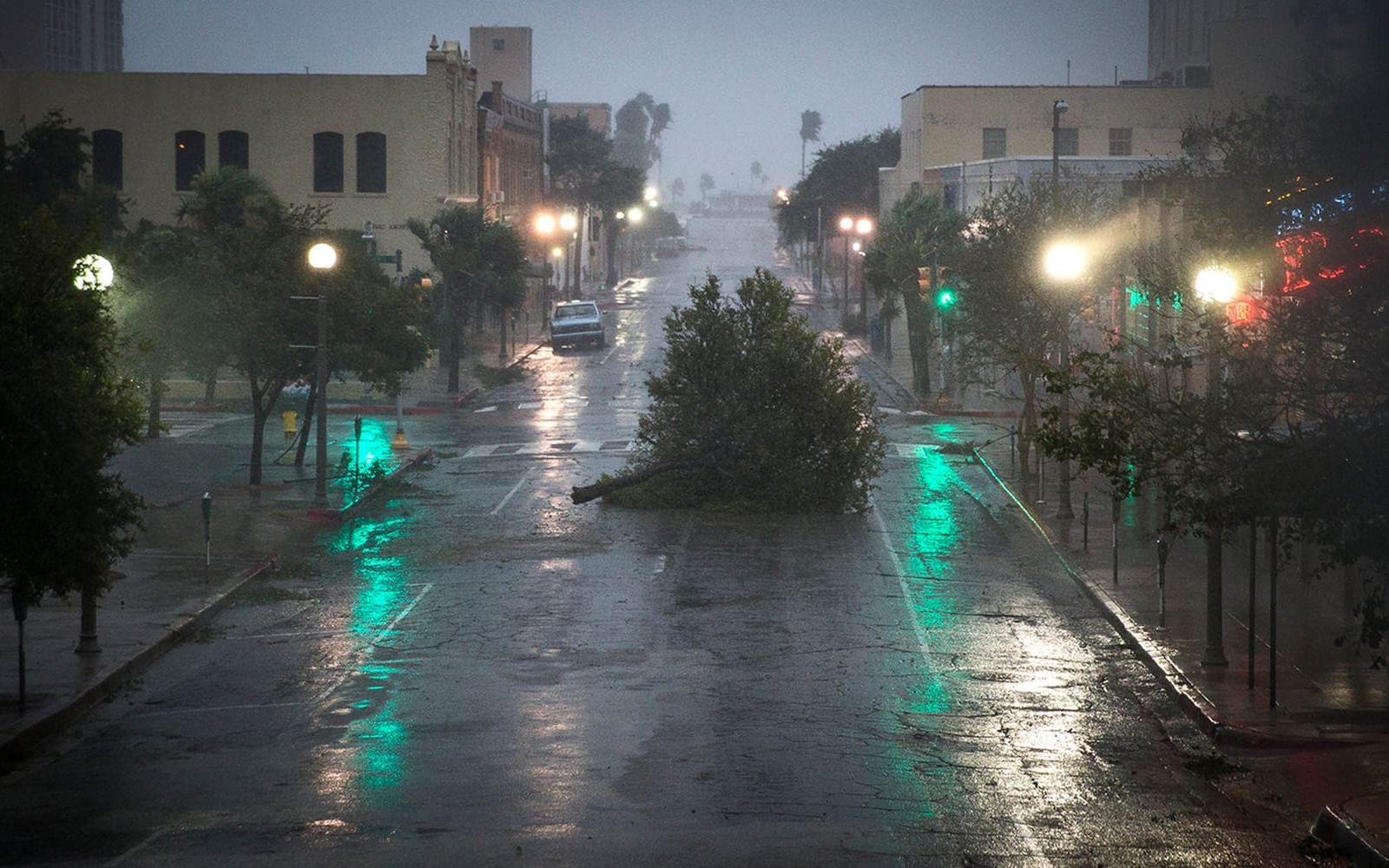 Ett träd har slitits av och blockerar en gata i centrala Corpus Christi, Texas. FOTO:Nick Wagner/Austin American-Statesman via AP
