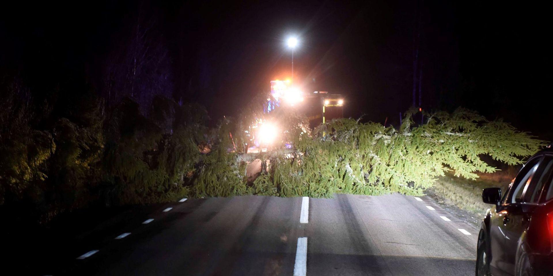 Ett nedfallet träd över länsväg 156 i Svenljunga.