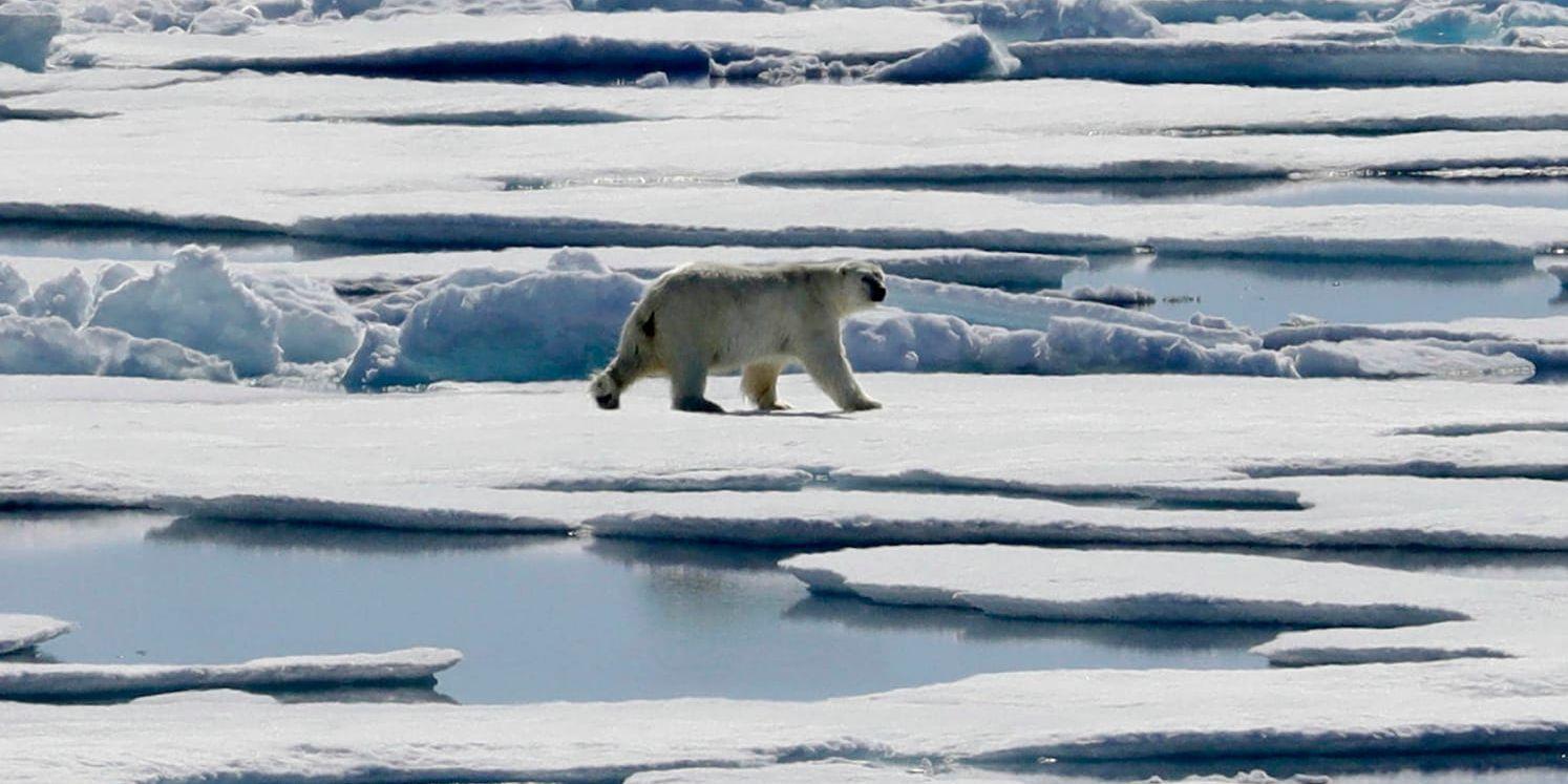 En isbjörn vandrar över havsisen i kanadensiska Arktis. Havsisen har i sommar legat på ungefär samma nivå som de senaste åren. Arkivbild.