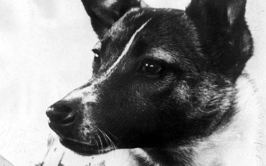 Det må vara känt att hunden Lajka 1957 blev det första däggdjur som skickats ut i yttre rymden. Hon dog – troligtvis av överhettning – bara timmar efter uppskjutningen. Desto färre känner till att Lajkas dotter Pushinka fick ett minst lika spännande liv med ett mindre sorgligt slut. Pushinka skaffade nämligen fyra valpar med....