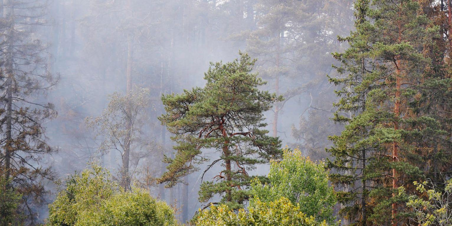 Brinnande skog i Bratteröd söder om Uddevalla där en skogsbrand bröt ut efter en trafikolycka under söndagen.