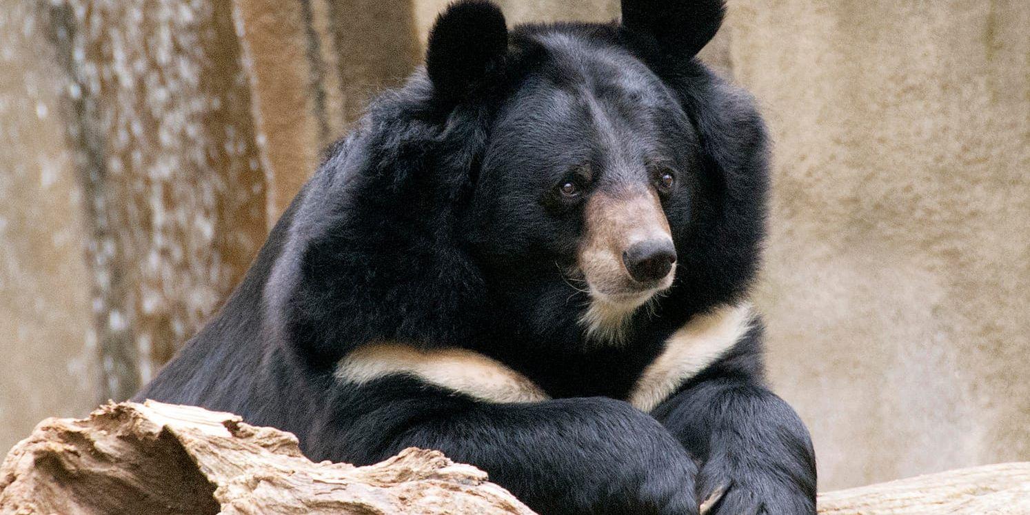 Snömannen? Nej, en asiatisk svartbjörn. En ny studie visar att lämningar efter påstådda snömän är lämningar efter björnar. Arkivbild