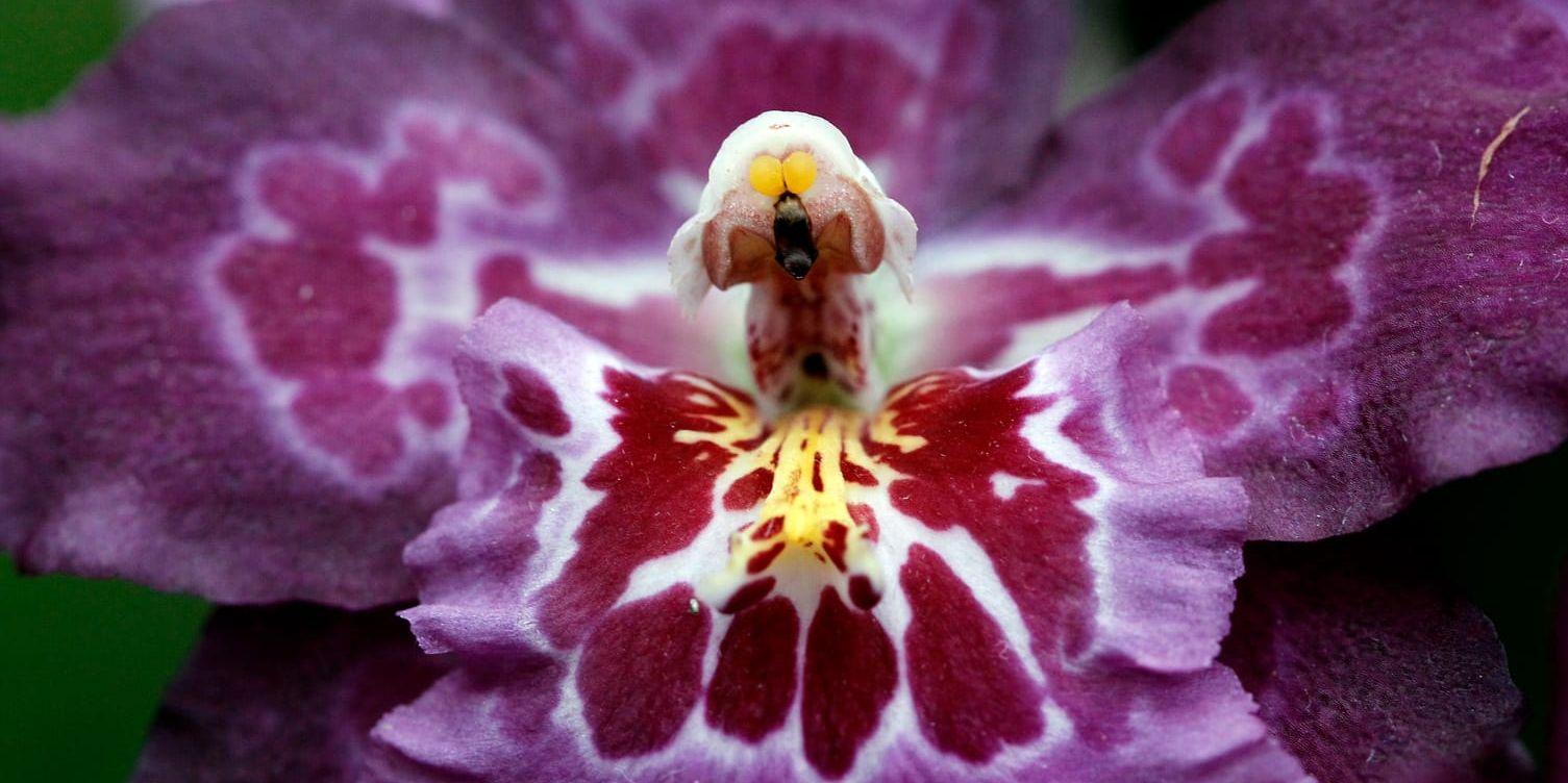 Trots titeln är det inte mycket orkidéer i Eva Stina byggmästars diktsamling Orkidébarn. 