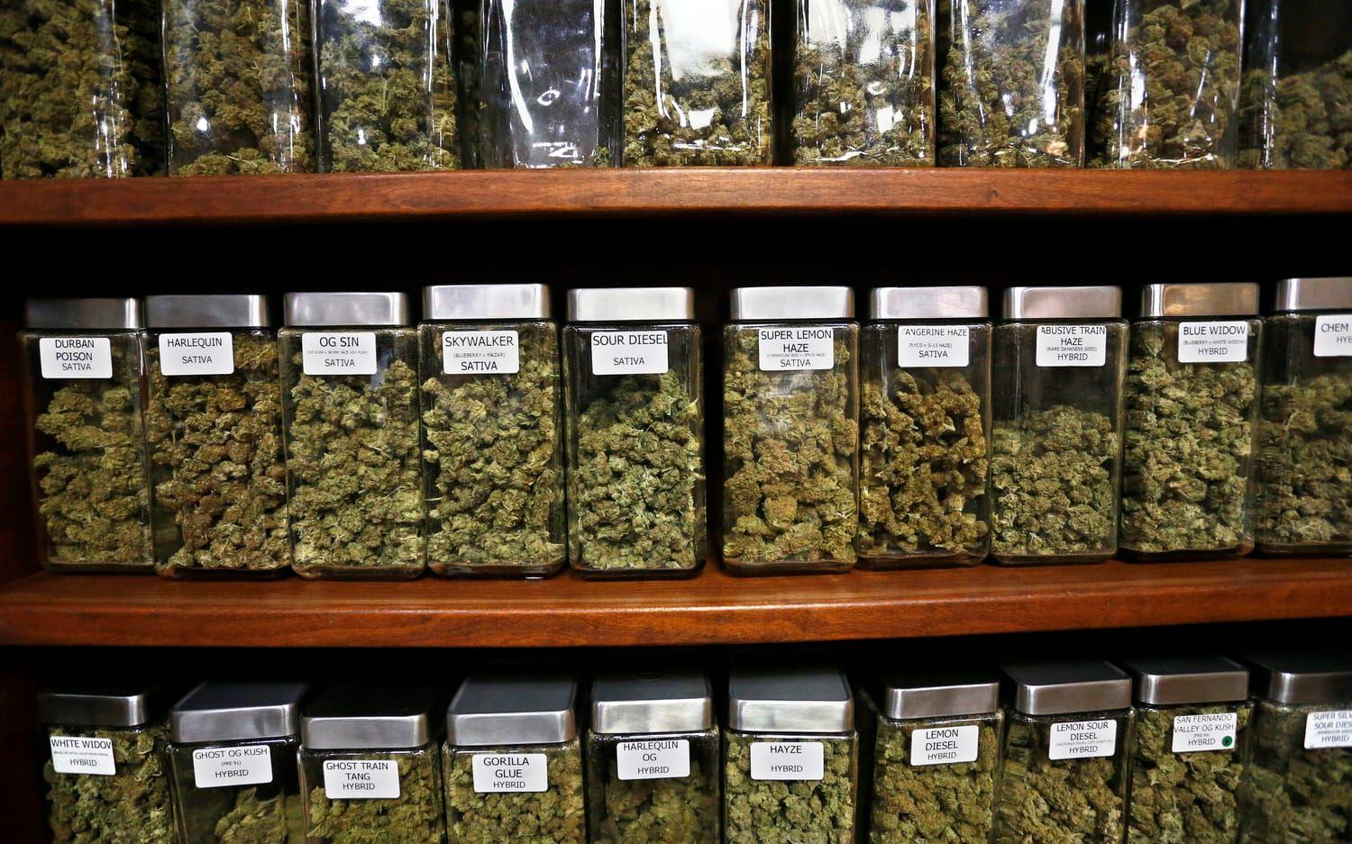 I Colorado är marijuana lagligt sedan tidigare och en stor industri har blommat upp sedan legaliseringen. Bild: TT