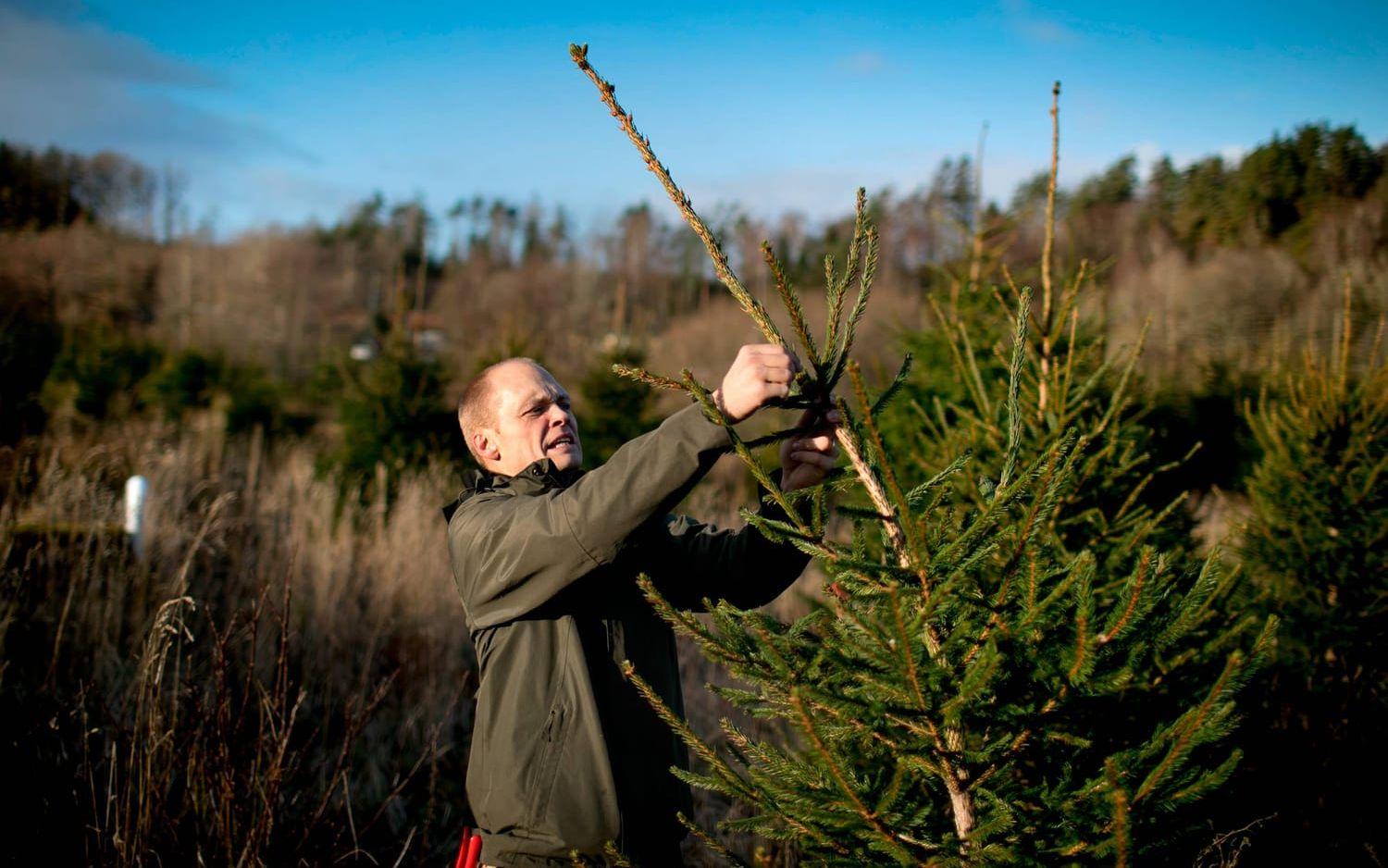Roberto Settergren inspekterar en gran på odlingen i Lindome. Bild: Per Wahlberg.