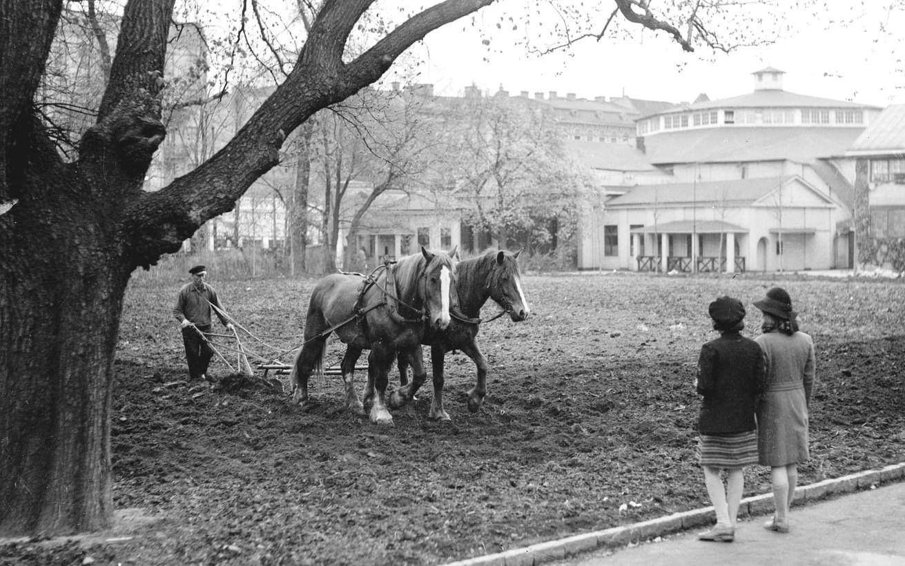 1942. Dags att plöja potatisåkern framför cirkusbyggnaden. Huset revs 1969.