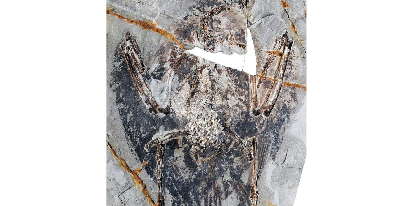 För första gången har ett fossil från en av tidigaste fåglarna hittats med bevarade lungor. Fossilet är 120 miljoner år gammalt.