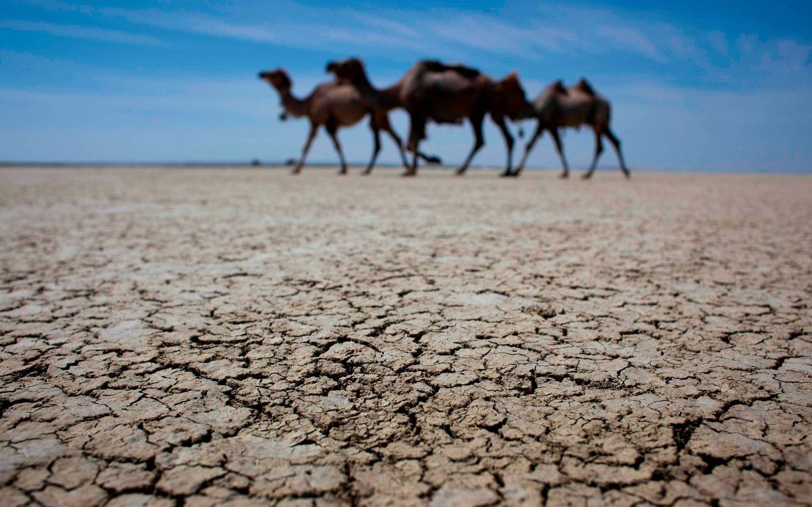 På resan deltog kamelentusiaster och forskare från hela världen. Bild: AP Photo