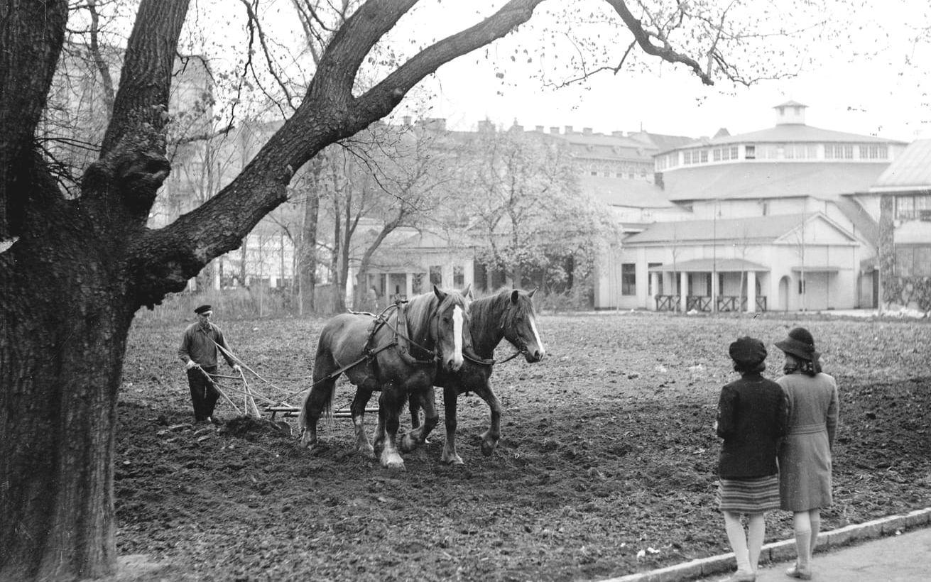 Cirkustomten 1942. Dags att plöja potatisåkern framför Cirkusbyggnaden.Foto: Kamerareportage