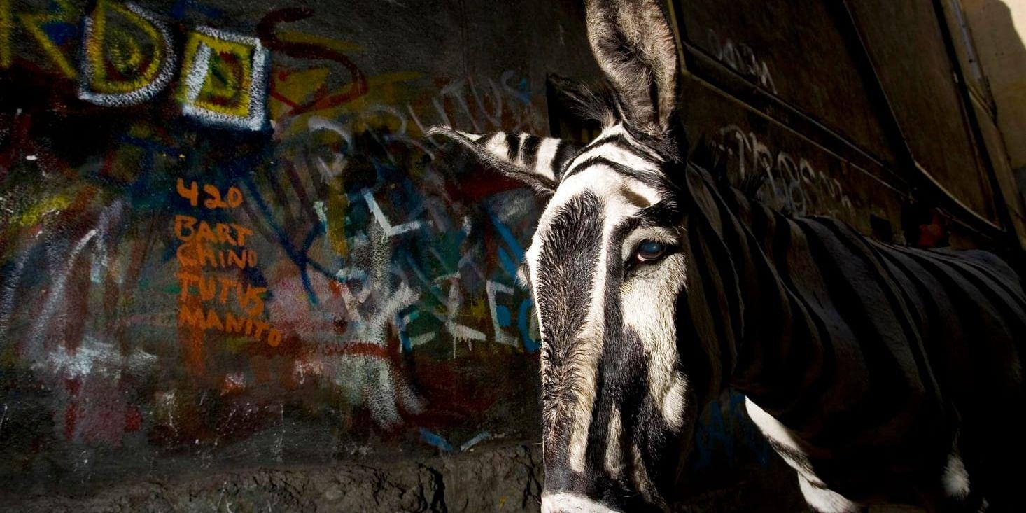 Åsnan Ruben soltorkar efter att ha blivit målad med svarta ränder i Tijuana i Mexiko. Ruben har ingenting att göra med åsne-zebran i texten. Arkivbild.