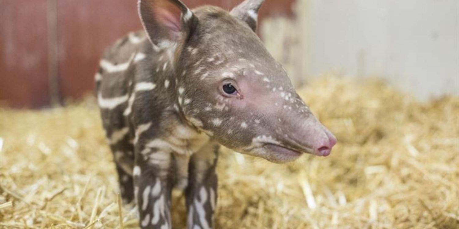Kolmårdens nyaste tapir heter Torsten.