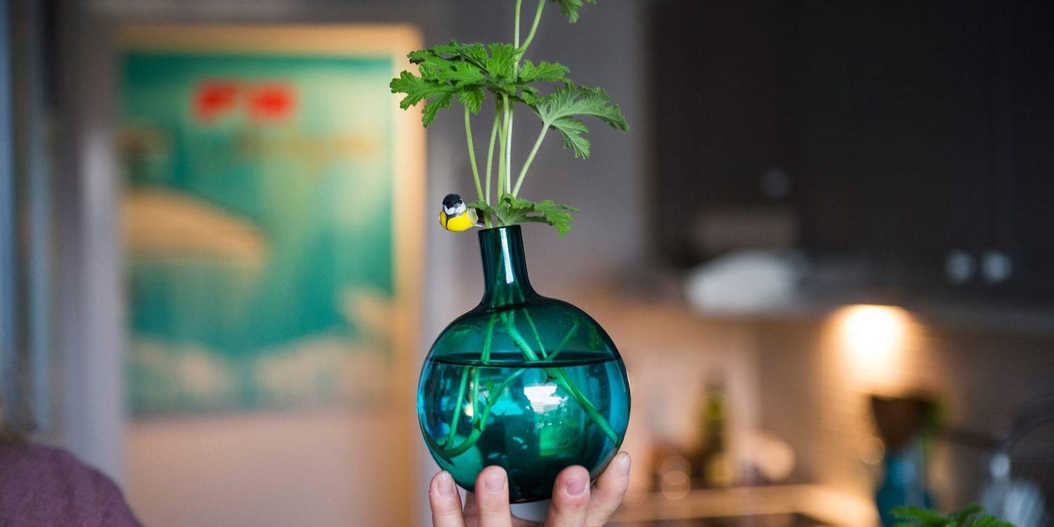 
    Doftpelargonen väntar på rötter och blir dekorativ i vas under tiden. Foto: Emil Langvad/TT
   