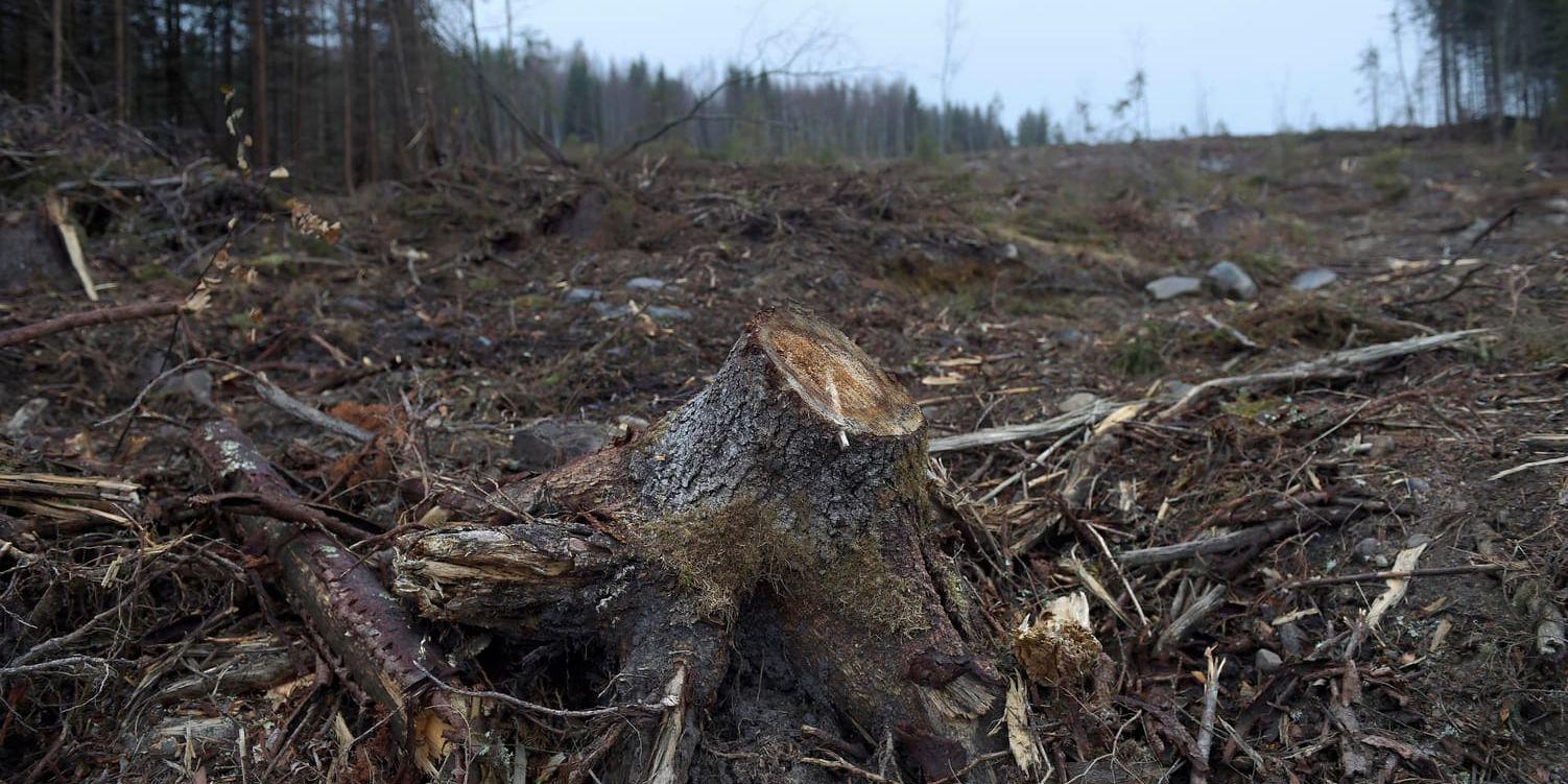 Avverkning eller inte? Det är en fråga som ibland väcker debatt. Nu har kammarrätten i Göteborg beslutat att Skogsstyrelsens vägledning till skogsägare kan överklagas till domstol. Arkivbild.