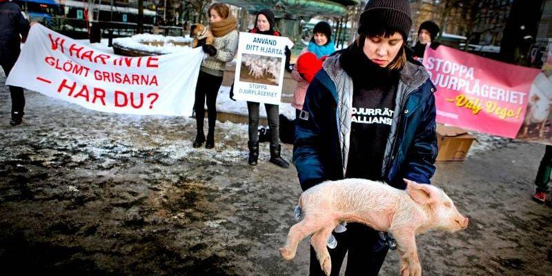 Glöm inte grisarna! uppmanade djurrättsaktivisterna i Brunnsparken.