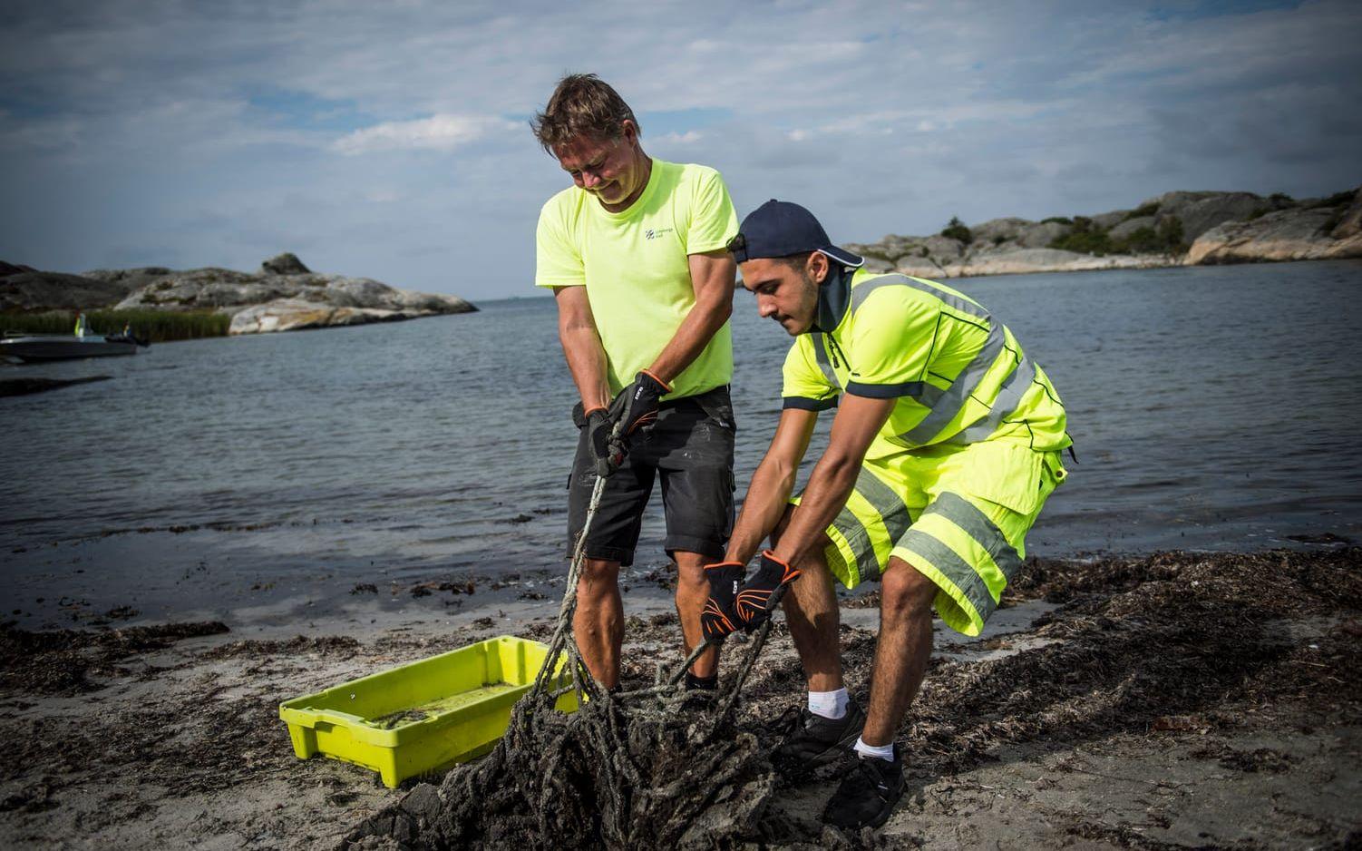 Pontus Gjertsson och Mena Kourie hjälps åt med en stor tross som legat begravd i sanden. Bild: Olof Ohlsson