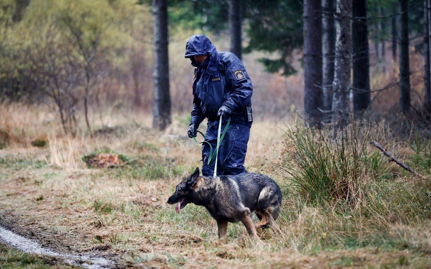 Kvinnan hittades av en hundpatrull i skogen kort efter att hennes glasögon anträffades längs milspåret i friluftsområdet. Foto: TT