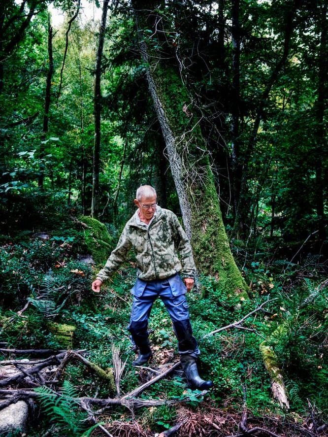 
    För Ingemar Jirhem är det viktigt att skogen fortfarande är skog, även efter avverkningen. Bild: Nicklas Elmrin.
   