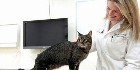 Djurdoktor Mary Sarah Bergh tillsammans med katten Vincent.
