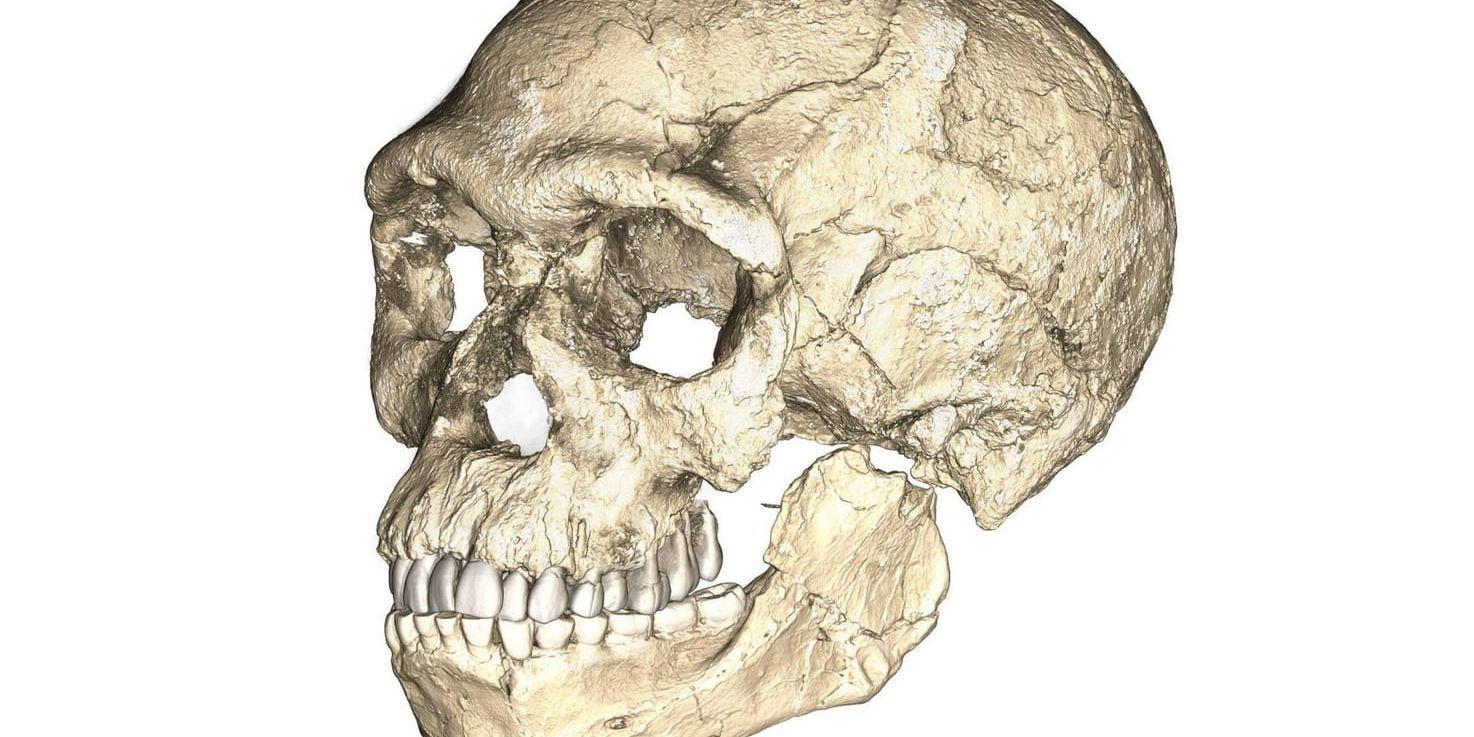 De äldsta kända lämningarna av vår egen art, Homo sapiens, har nyligen hittats i Marocko. Rekonstruktionen av skallen visar att deras ansikten hade ett relativt modernt utseende. Hjärnskålen hade däremot en arkaisk form.