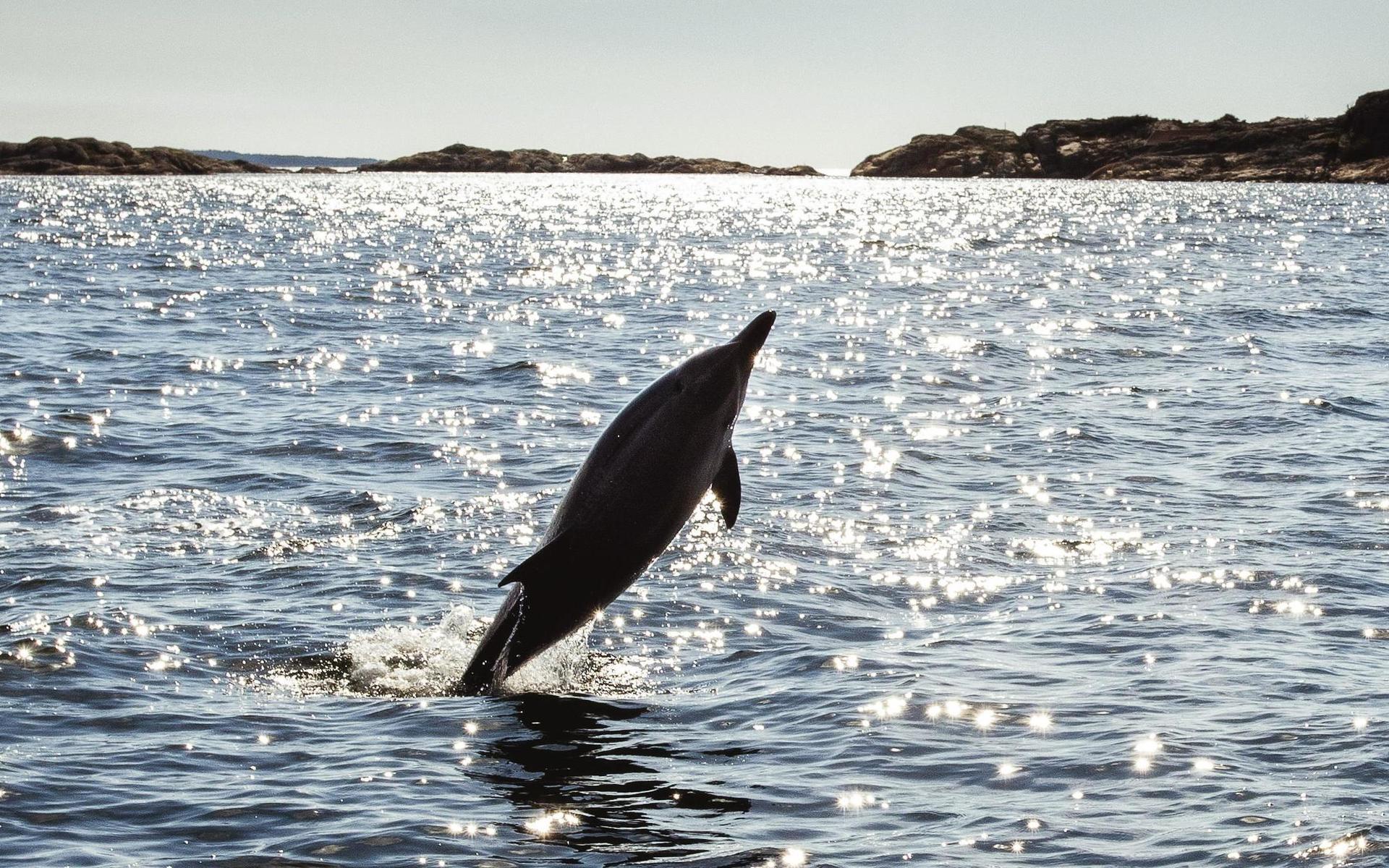 Den strimmiga delfinen tar ett skutt i Strömstads vatten.