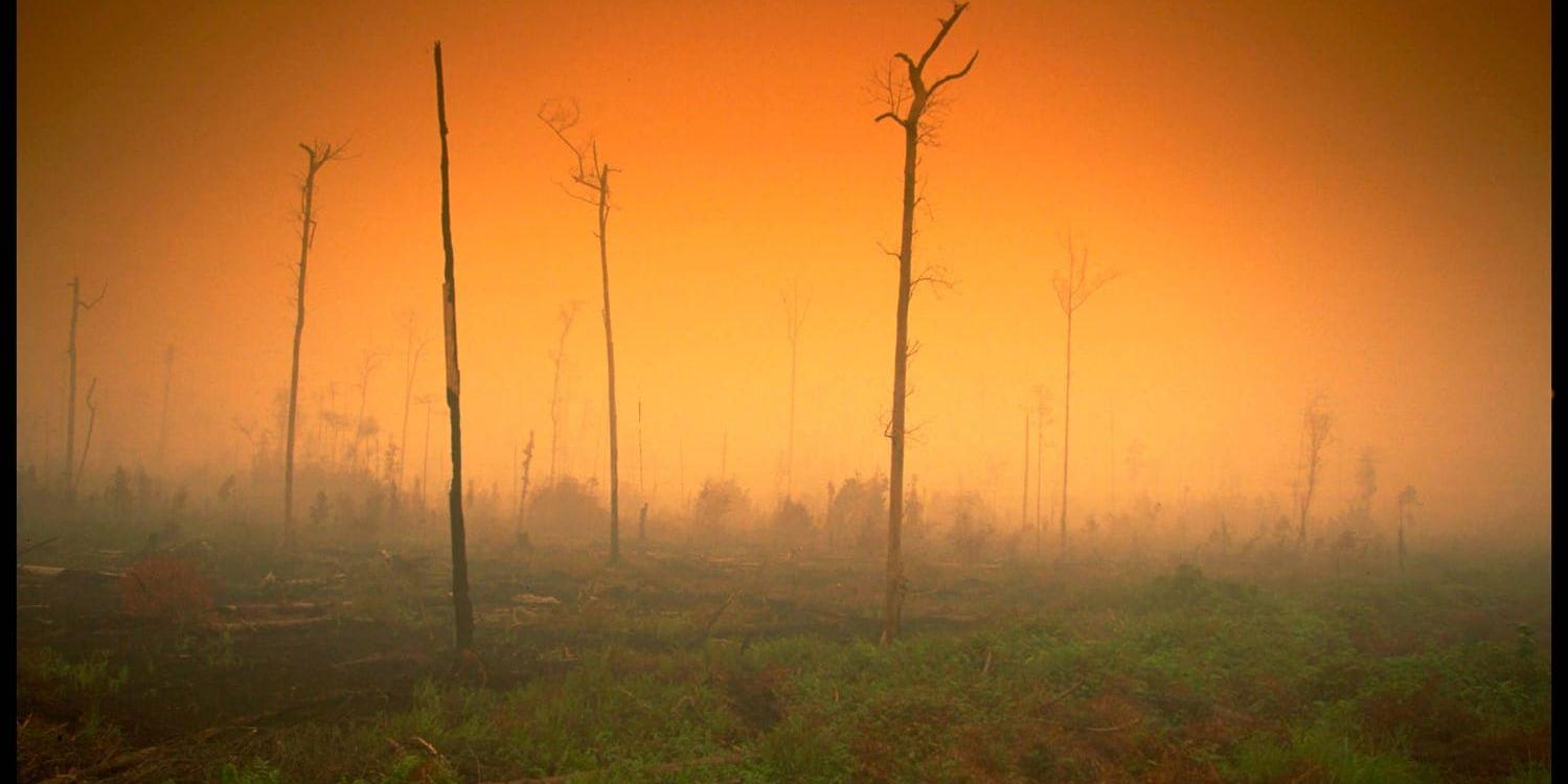 Tropisk regnskog har satts i brand på ön Sumatra i Indonesien. Skogsavverkning för att bereda plats för oljepalmer är ett av de största hoten mot Sumatras regnskogar. Oljepalmer är idag en av de viktigaste kommersiella grödorna i Indonesien och enorma regnskogsområden har huggits ned för att ge plats för plantagerna. Arkivbild.