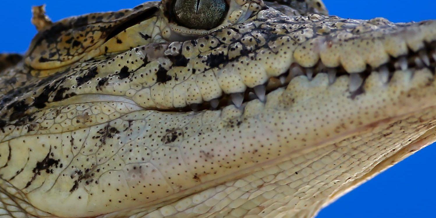 En kvinna befaras ha omkommit efter att ha tagits av en krokodil i norra Australien. Arkivbild.