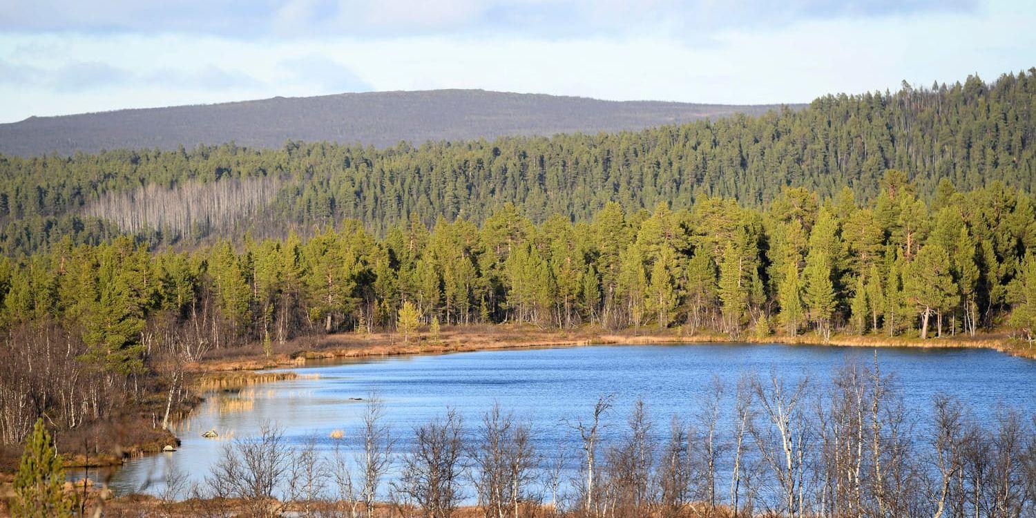 En studie på en myr i norra Sverige visar att kvicksilverhalter i sjöar och andra vattendrag kan minska för att ämnet i stället går upp i atmosfären. Arkivbild.