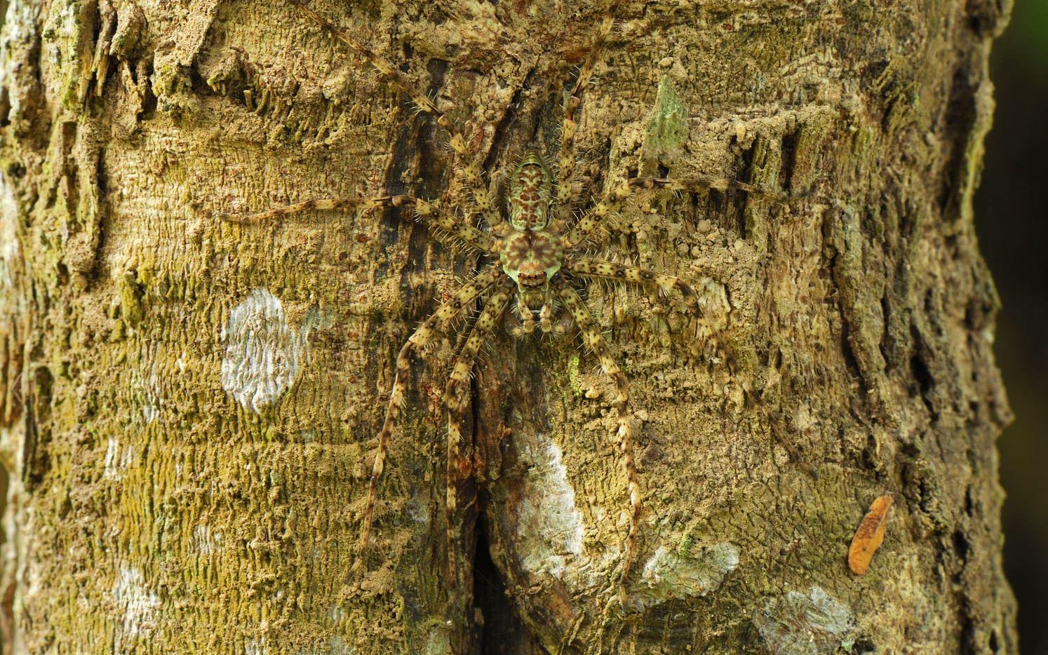 En jättekrabbspindel (Pandercetes gracilis) smälter in mot trädstammen.  Foto: IBL