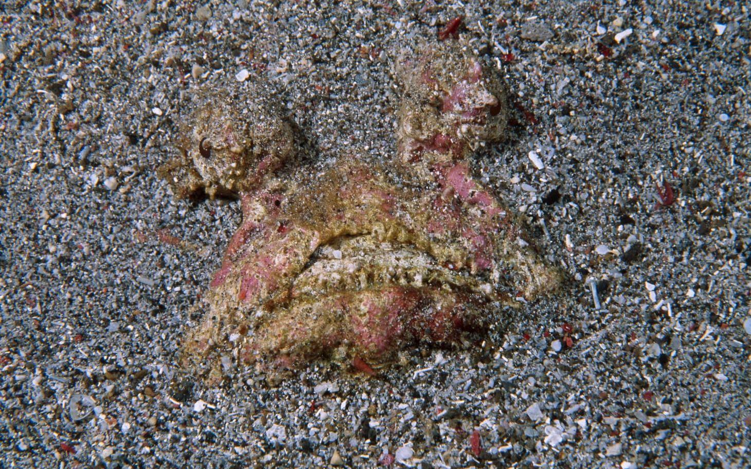 En stenfisk gömmer sig i sanden.  Foto: Stella