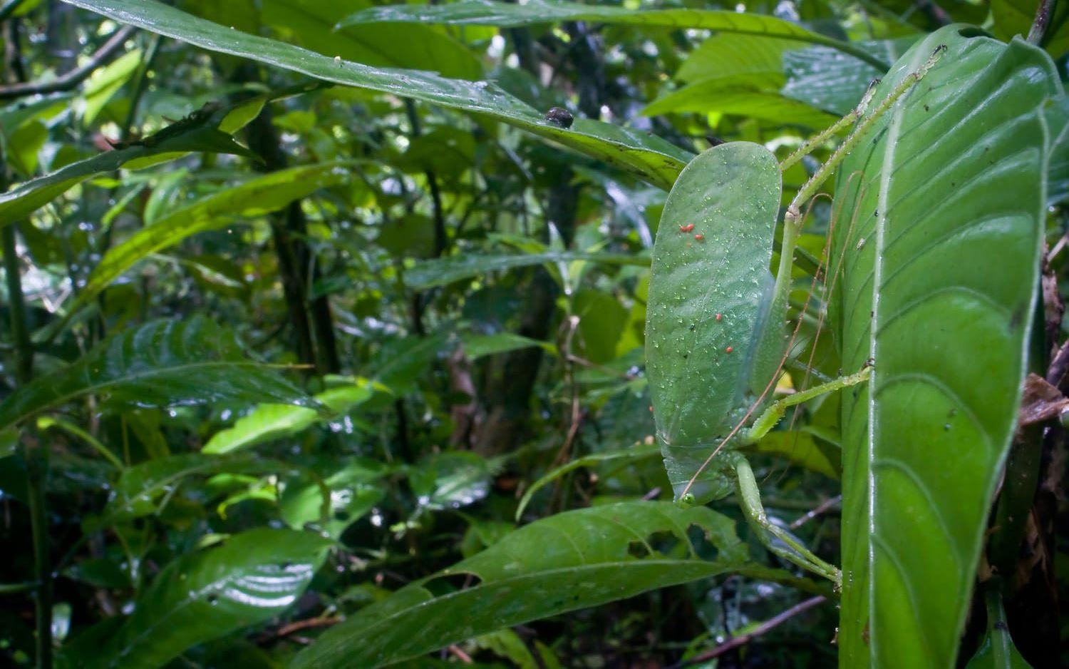 Vårtbitare av familjen Tettigoniidae i Csota Ricas regnskog. Foto: IBL