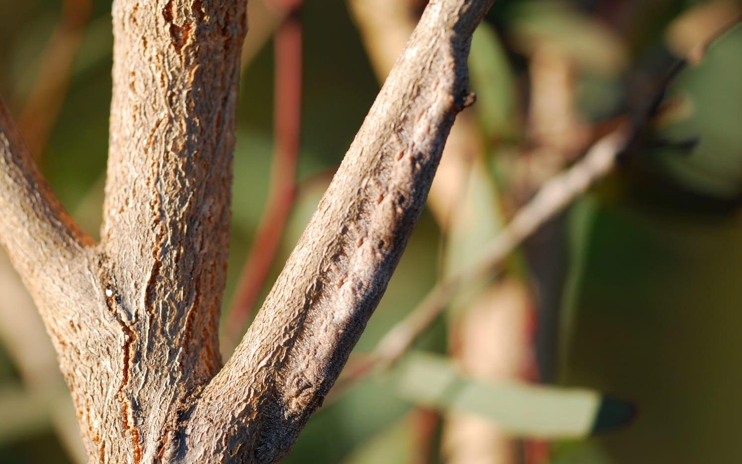 Fjärilslarv av arten Entometa fervens utanför Brisbane, Australien. Foto: <a href="https://www.flickr.com/photos/lensonlife/3857230075" target="_blank">Flickr</a>