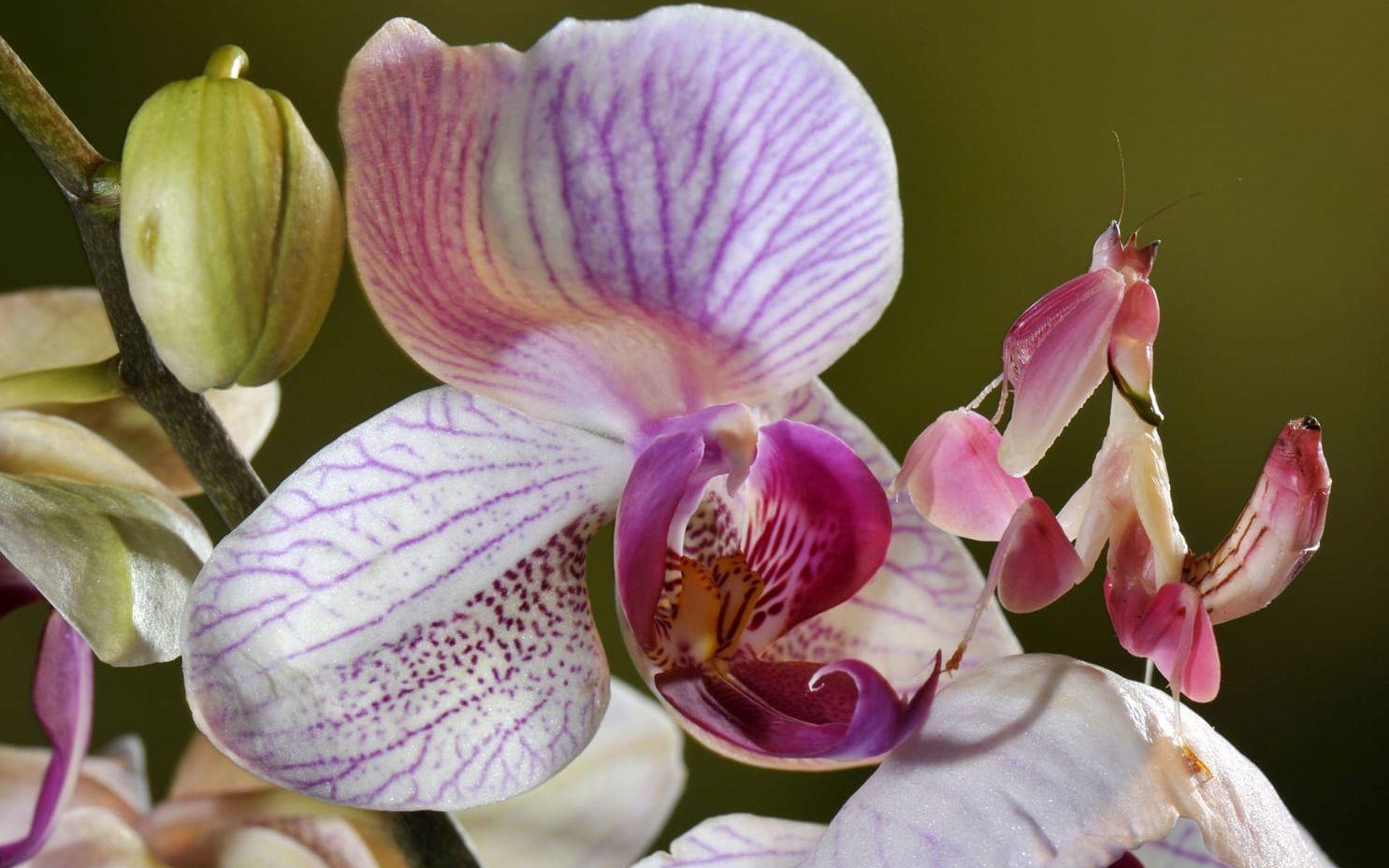 Hymenopus coronatus är en slags bönsyrseart som maskerar sig som orkidé.  Foto: IBL