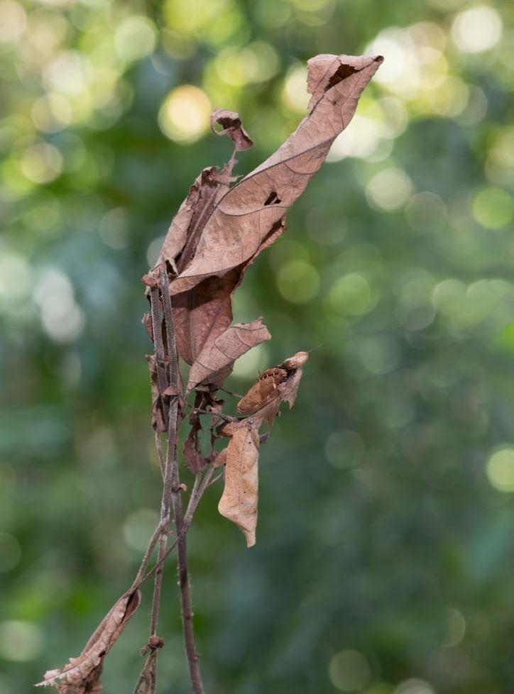 Bönsyrsan Deroplatys dessicata kamouflerar sig genom att imitera döda löv. Foto: IBL