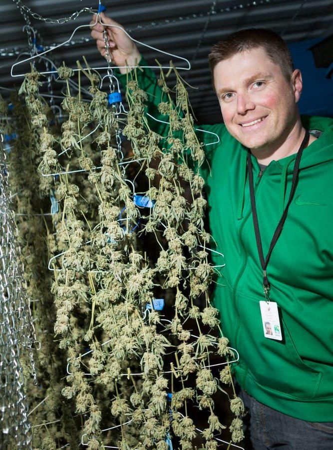 Tyson Haworth visar hur han han torkar marijuana på klädgalgar.Bild: Christina Sjögren
