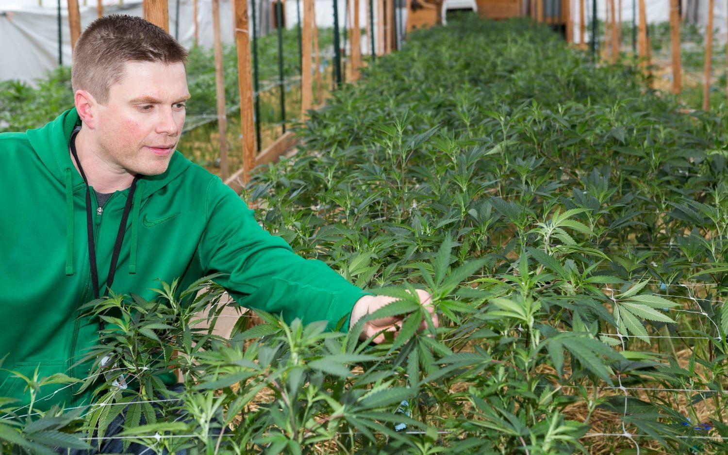 Tyson Haworth driver företaget So Fresh Farms som odlar ekologisk marijuana, Oregon, USA.Bild: Christina Sjögren

