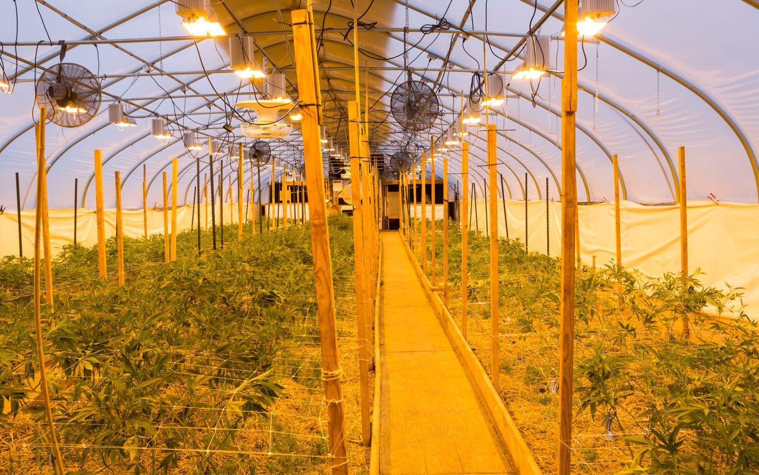 Gula lampor lyser över den ekologiska marijuanan hos företaget So Fresh Farms.Bild: Christina Sjögren
