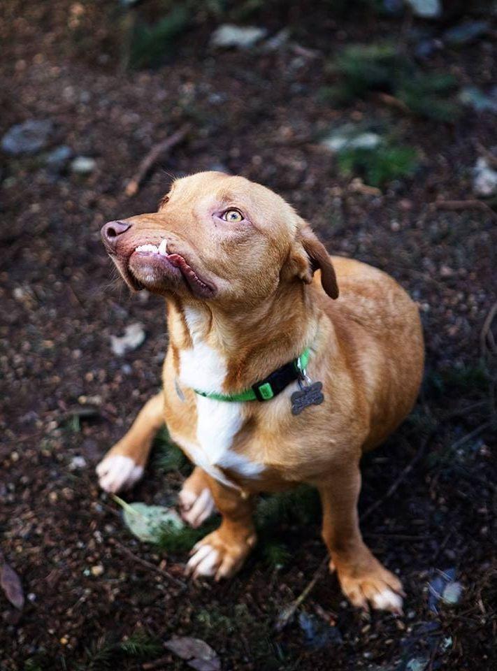 Picasso. Foto: Luvable Dog Rescue