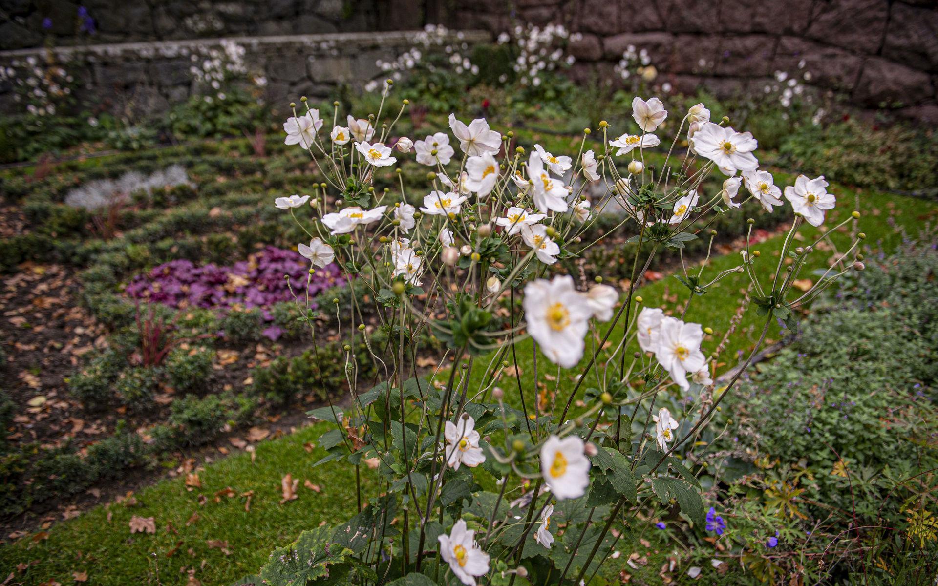 Ritad av Lars Israel Wahlman i början av 1900-talet men skapad först 115 år senare. av den nuvarande slottsträdgårdsmästaren John Taylor. Tjolöholms engelska knot garden, eller knut-trädgården. Höstanemonen blommar sent in på höstsäsongen.