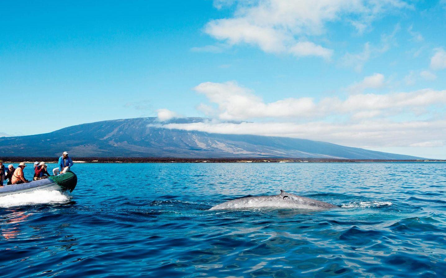 VALTIDER. På Galapagos hamnar du på armlängds avstånd till exotiskt djurliv. I vattnen finns flera arter av både valar och delfiner.