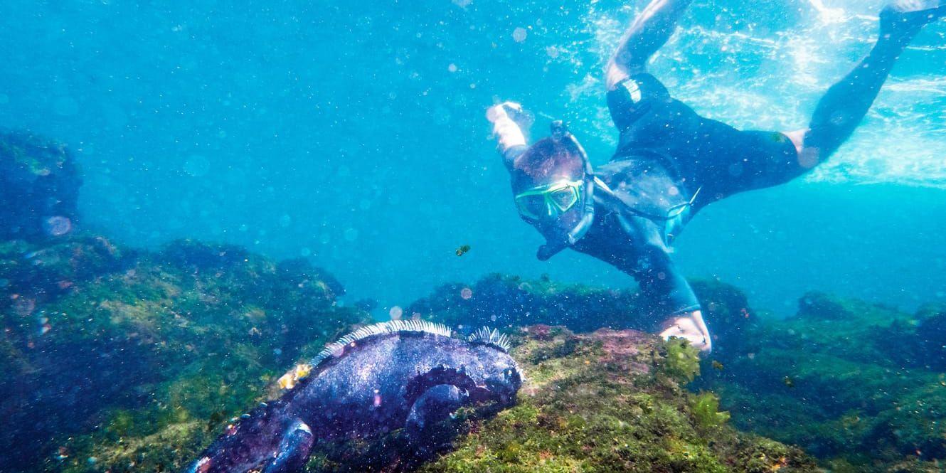 ALGÄTARE. Havsleguanerna dyker ner och betar alger i tio minuter innan de går upp till ytan igen. Djuren är närmast oberörda av turisters närvaro och det gäller att se upp så man inte trampar en leguan på svansen.