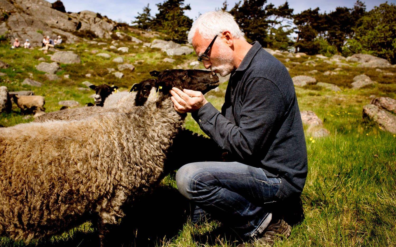 Gräsklippare. Peter Lennby har ett trettiotal får som håller efter grönskan i parken.Bild: Per Wahlberg