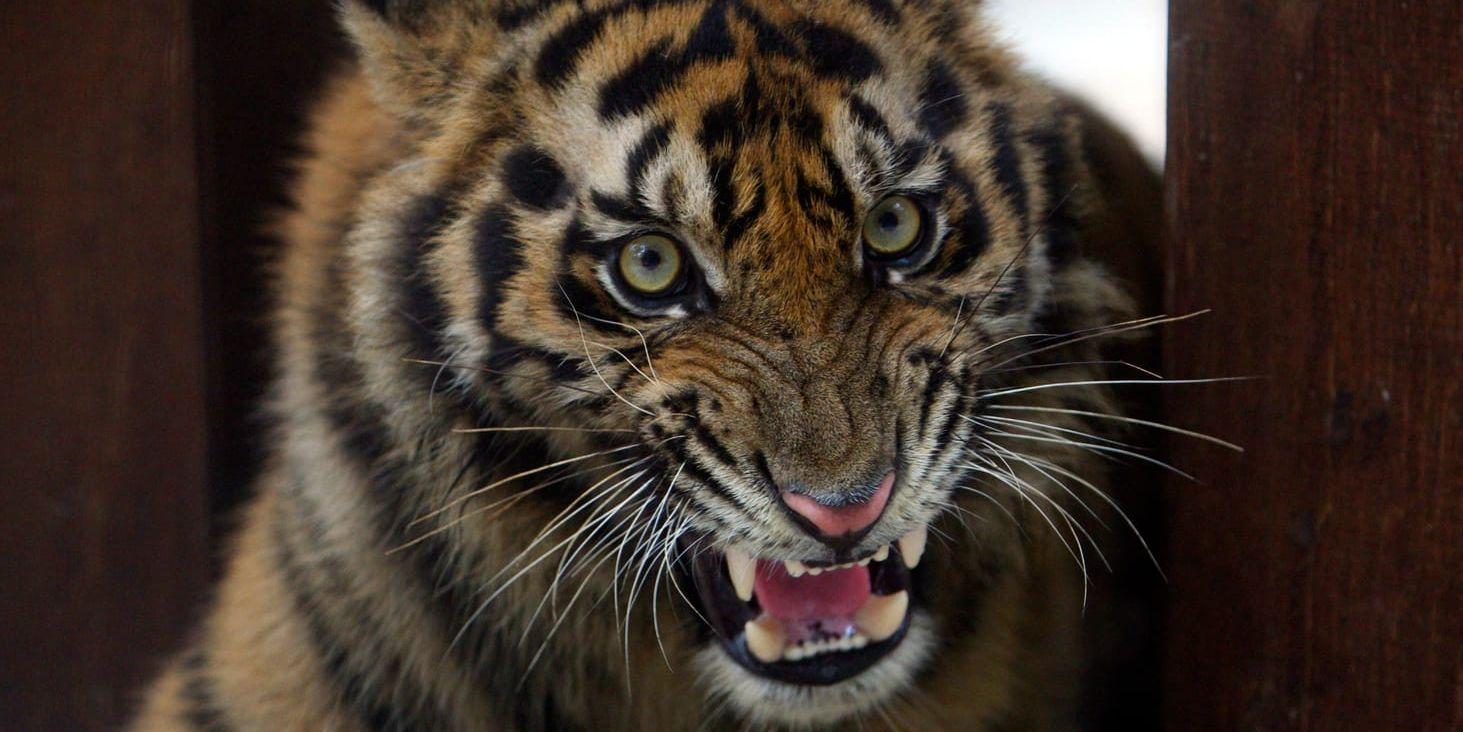 En Sumatratiger räddades i Indonesien efter att ha suttit fast under ett golv i tre dagar. Tigern på bilden är en annan Sumatratiger. Arkivbild.